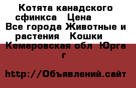 Котята канадского сфинкса › Цена ­ 15 - Все города Животные и растения » Кошки   . Кемеровская обл.,Юрга г.